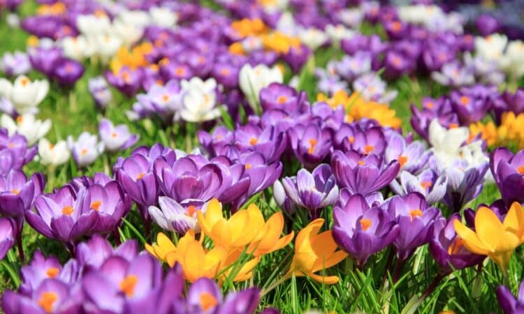 Topolovka jarní: kdy je vysadit a jak o ně nejlépe pečovat