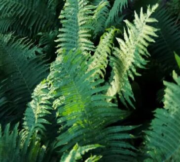 папоротник