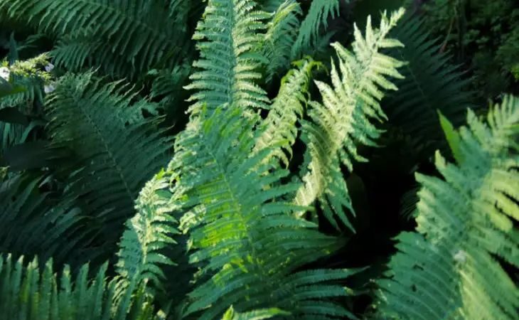 папоротник