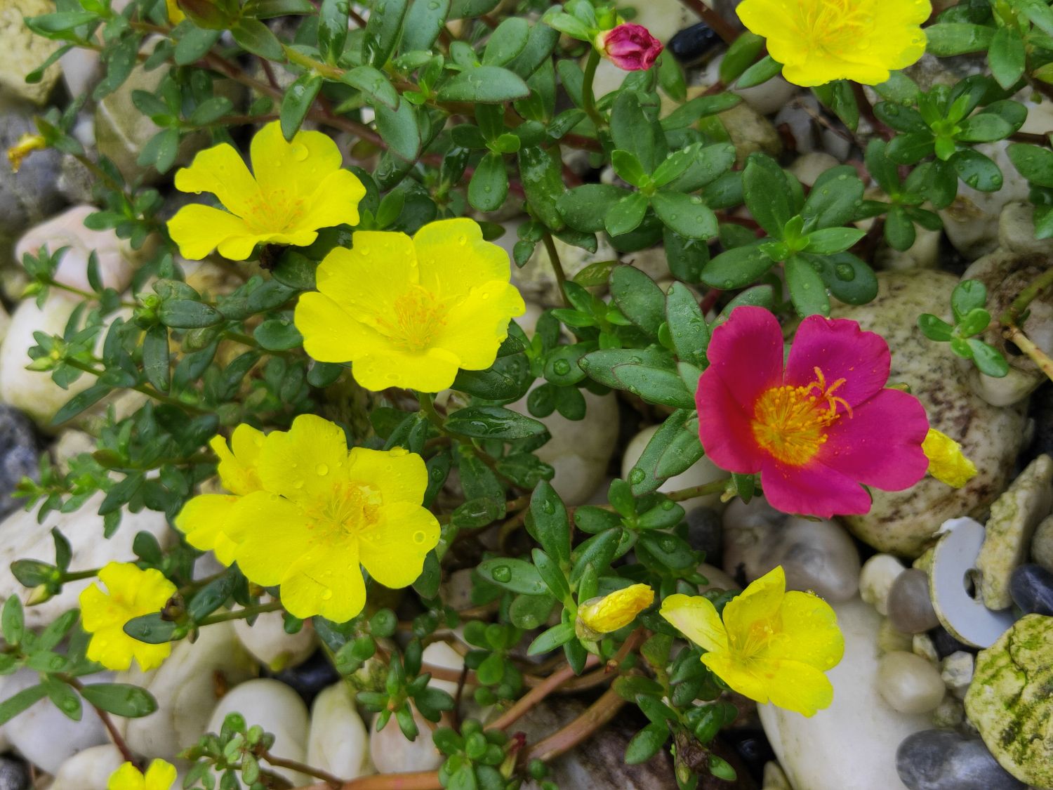 zalévání kamenných květin