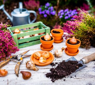 Vše o tuberózách: kdy je zasadit a jak se o ně starat i v chladném období