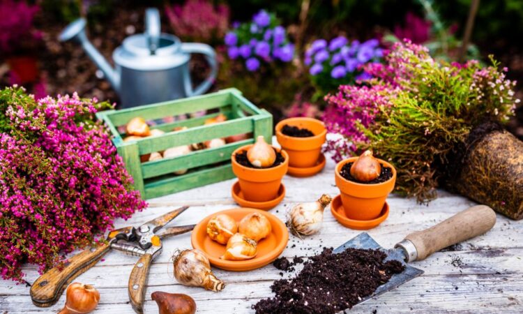 Vše o tuberózách: kdy je zasadit a jak se o ně starat i v chladném období