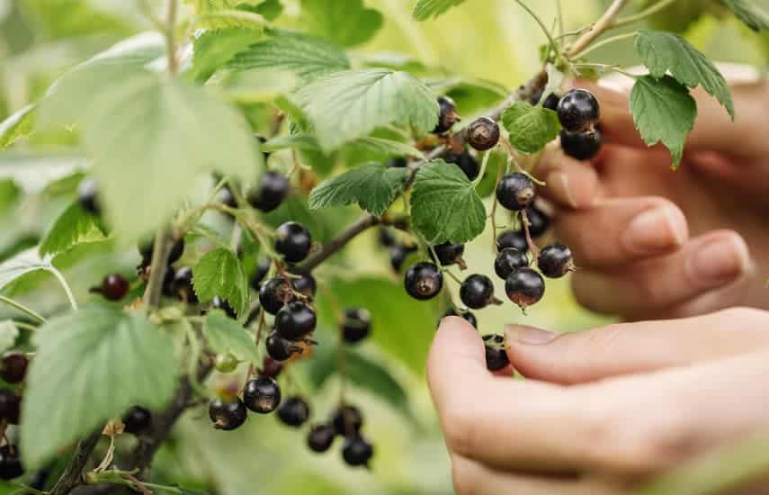 Jahodový rybíz - výsadba, pěstování a život na zahradě Jahodový rybíz - výsadba, pěstování a život na zahradě