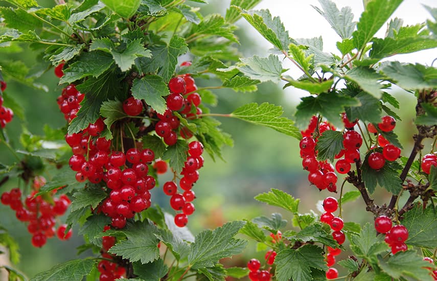 Jahodový rybíz - výsadba, pěstování a život na zahradě Jahodový rybíz - výsadba, pěstování a život na zahradě