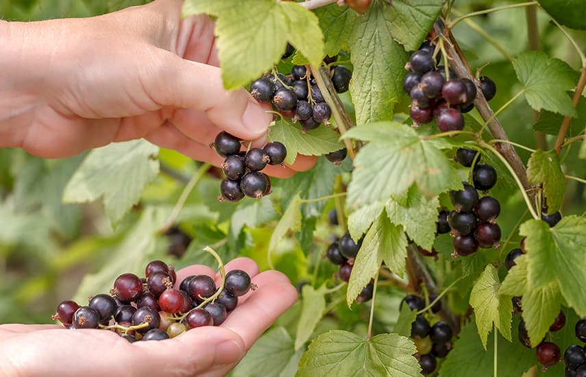 Jahodový rybíz - výsadba, pěstování a život na zahradě Jahodový rybíz - výsadba, pěstování a život na zahradě