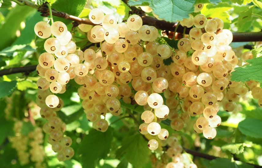 Jahodový rybíz - výsadba, pěstování a život na zahradě Jahodový rybíz - výsadba, pěstování a život na zahradě