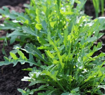 Zahradní tipy: 16 zelenin, které rostou i v polostínu