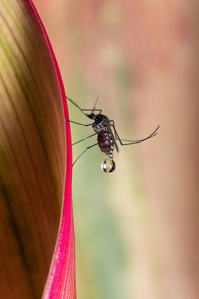 Komáři konečně: 8 způsobů, jak je odstranit z domu