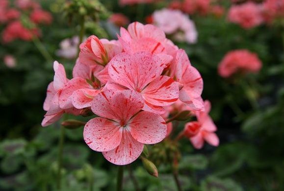 Geranium jako repelent proti komárům