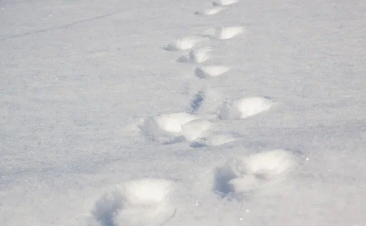 Снег Следы