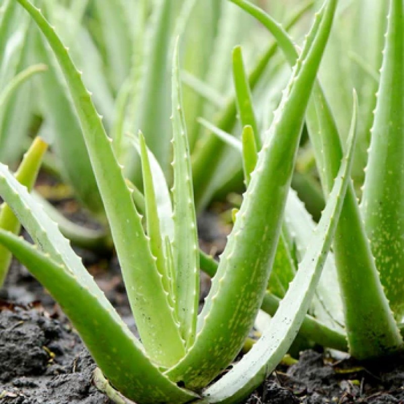 Aloe Vera (Aloe Barbadensis Miller)