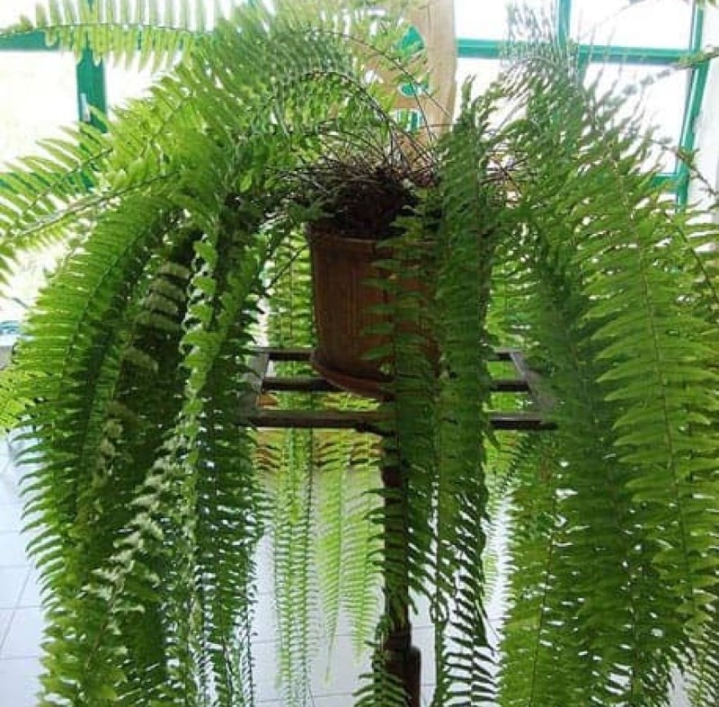 Boston Fern (Nephrolepis exaltata)