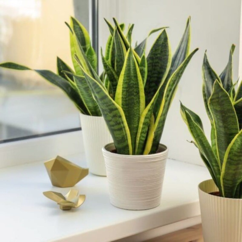 Snake Plant (Sansevieria Trifasciata)