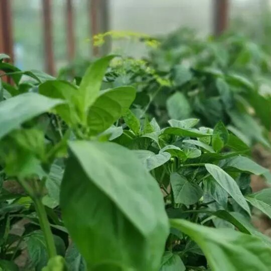 Перец