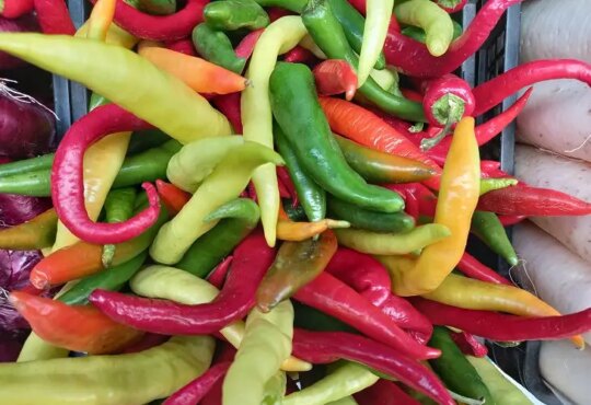 острый перец