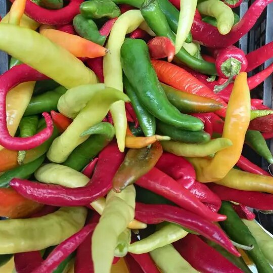 острый перец